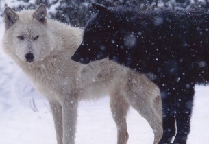 wolves_pair_predator_snow_dogs_66626_preview